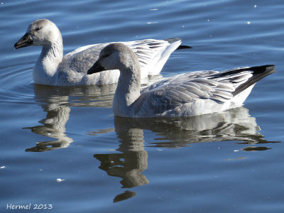 Oie des neiges - Snow Goose