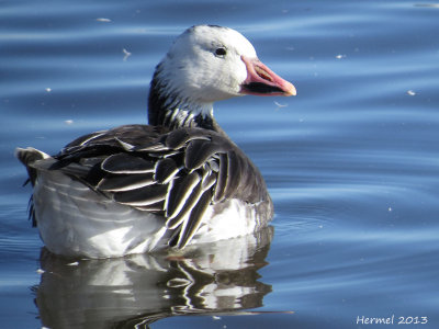 Oie des neiges - Snow Goose