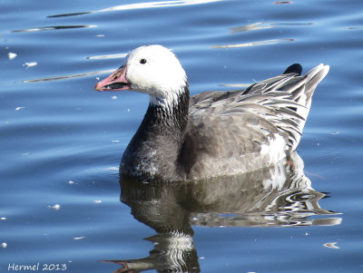 Oie des neiges - Snow Goose