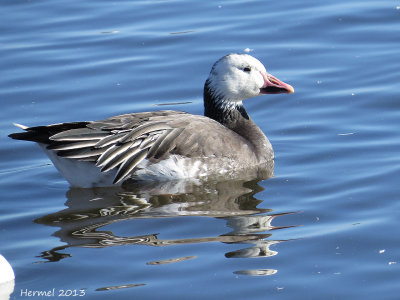 Oie des neiges - Snow Goose