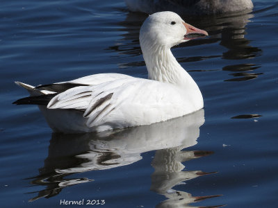 Oie des neiges - Snow Goose