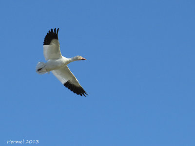 Oie des neiges - Snow Goose