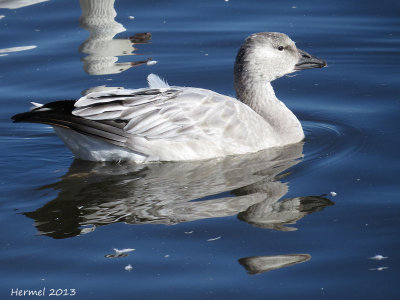 Oie des neiges - Snow Goose