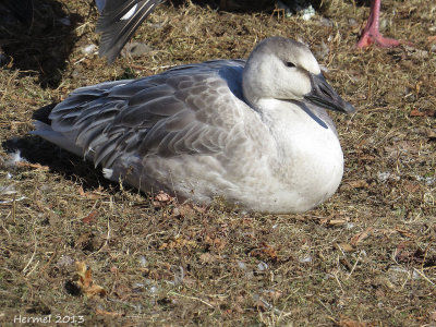 Oie des neiges - Snow Goose