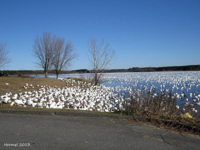 Oie des neiges - Snow Goose