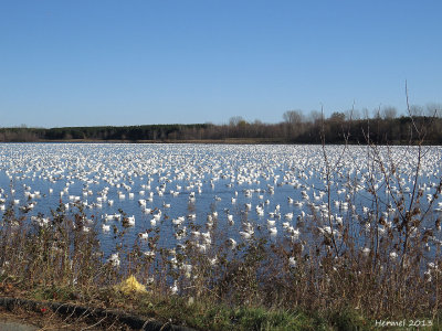 Oie des neiges - Snow Goose