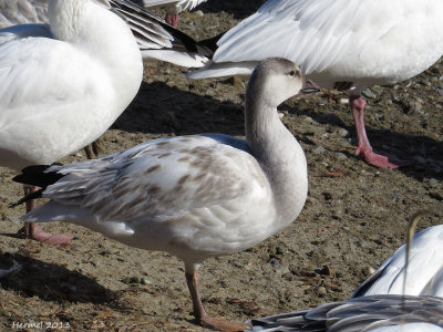 Oie des neiges - Snow Goose