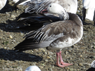 Oie des neiges - Snow Goose