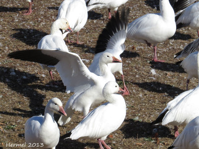 Oie des neiges - Snow Goose