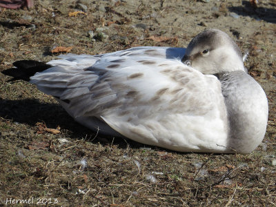 Oie des neiges - Snow Goose