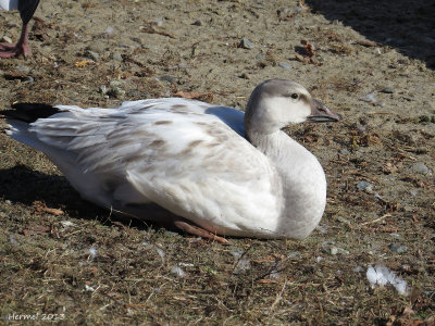 Oie des neiges - Snow Goose