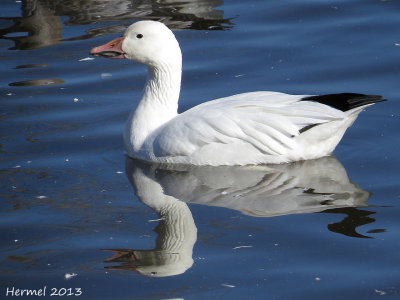 Oie des neiges - Snow Goose