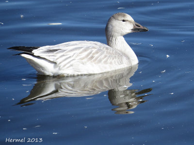 Oie des neiges - Snow Goose