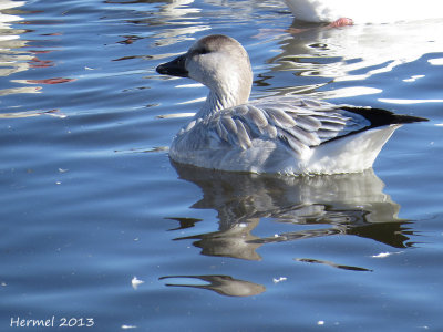 Oie des neiges - Snow Goose