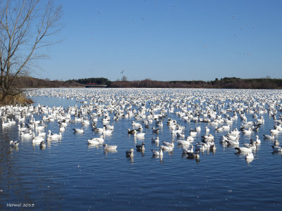 Oie des neiges - Snow Goose