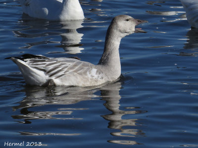 Oie des neiges - Snow Goose