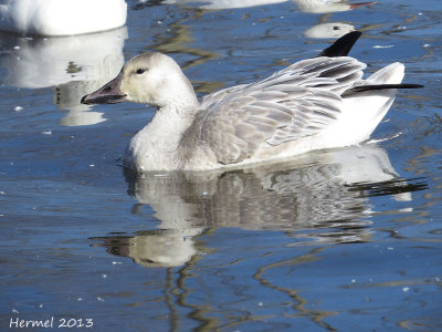 Oie des neiges - Snow Goose