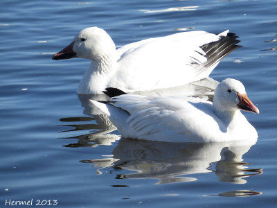 Oie des neiges - Snow Goose
