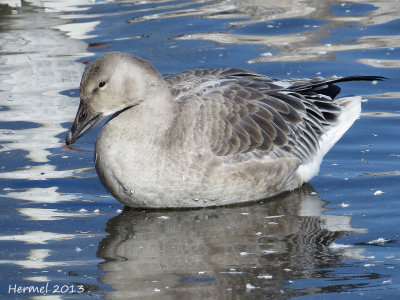 Oie des neiges - Snow Goose