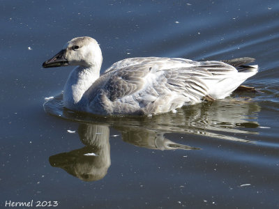 Oie des neiges - Snow Goose