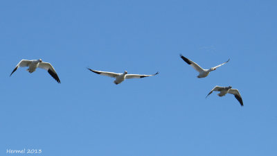 Oie des neiges - Snow Goose