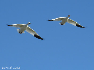 Oie des neiges - Snow Goose