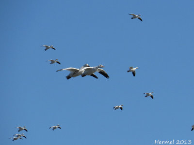 Oie des neiges - Snow Goose