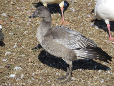 Oie des neiges - Snow Goose