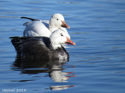 Oie des neiges - Victo 2013 - Snow Goose