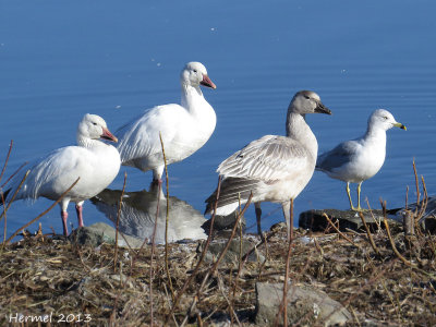 Le Goland et les Oies - The Gull and the Geese