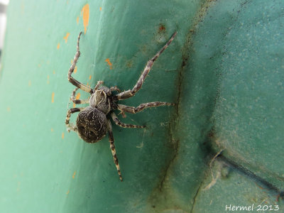 Épeire diadème - Garden spider