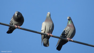 Pigeon biset - Rock Dove
