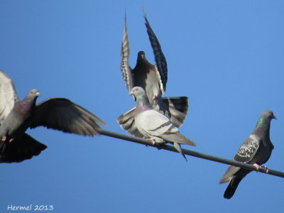 Pigeon biset - Rock Dove