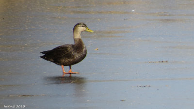 Canard noir - American Black Duck