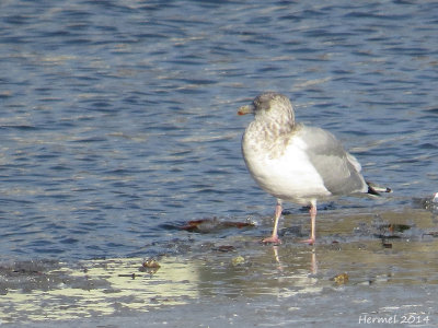 Goéland argenté - Herring Gull
