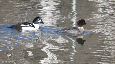 Garrot d'Islande - Barrow's Goldeneye