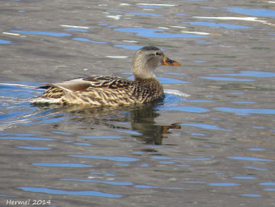 Canard Colvert - Mallard