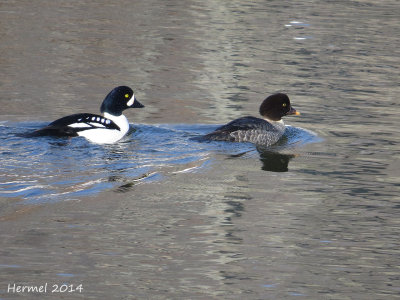 Garrot d'Islande - Barrow's Goldeneye