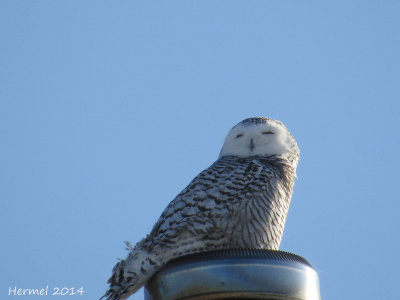 Harfang des neiges - Snowy Owl