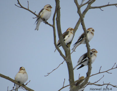 Plectrophane des neiges - Snow Bunting