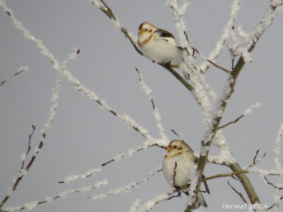 Plectrophane des neiges - Snow Bunting
