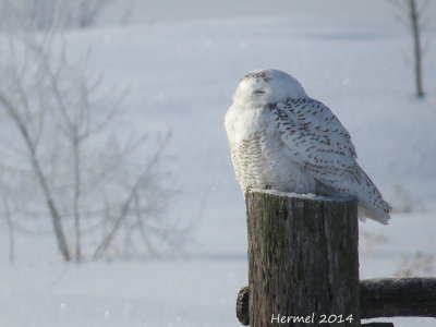 Harfang des neiges - Snowy Owl
