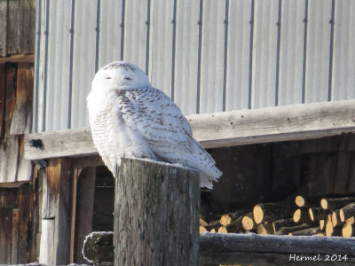 Harfang des neiges - Snowy Owl