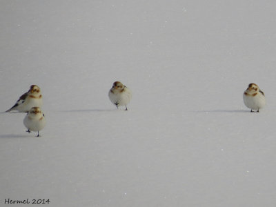 Plectrophane des neiges - Snow Bunting
