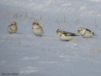 Plectrophane des neiges - Snow Bunting