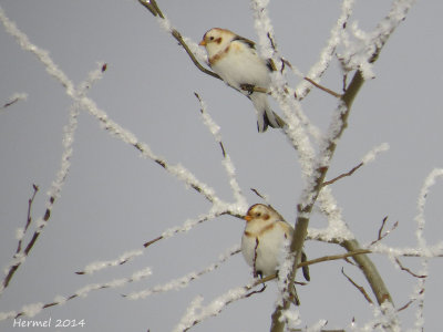 Plectrophane des neiges - Snow Bunting