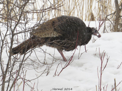 Dindon sauvage - Wild Turkey
