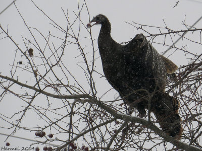 Dindon sauvage - Wild Turkey
