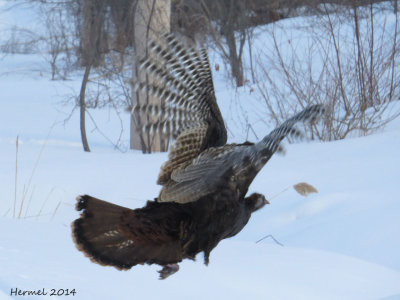 Dindon sauvage - Wild Turkey