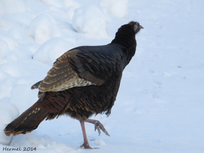Dindon sauvage - Wild Turkey